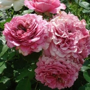 image-category-132