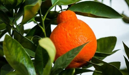 image-category-154